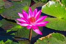 Lotus Blossom Returns to Udon Thani 