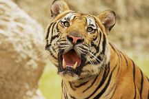 Kanchanaburi Tiger Zoo to Reopen Soon 