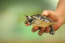 World Turtle Day to Be Celebrated in Satun 