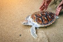 Songkran Turtle Release Held in Phuket 