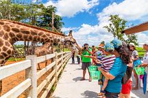 Dusit Zoo Stays in Bangkok for Another Month 