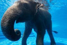 Elephant Swimming in Khao Kheow Zoo 