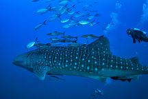 Whale Sharks Spied – But They’re Friendly