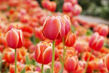 Tulip Show in Rayong Underway