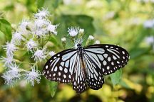 Butterfly Festival Kicks Off in Pang Sida National Park 