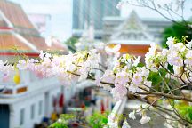 Tabebuia Blossom Season Kicks Off in Bangkok 