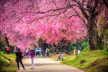  Sakura Blossom Season Kicks Off in Thailand