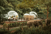 Enjoy Unique Close-to-Nature Experience at Anantara Golden Triangle Elephant Camp & Resort!