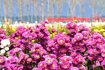 Korat Invites to Annual Chrysanthemum Festival