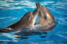 Dolphinarium opens on Phuket in November 