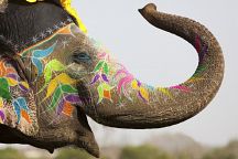 Thailand to host the festival of the largest elephants