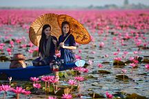 Lotus Blossoms Return to Khao Sam Roi Yot National Park