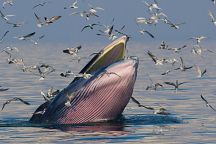 Bryde's Whales Spotted in Gulf of Siam